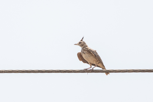 Malabar Lark (Galerida malabarica), photo 8