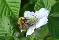 Bombus humilis