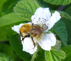 Bombus humilis