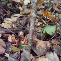 Dracontium asperum, photograph (c) Kurt Miller, some rights reserved (CC BY-SA)