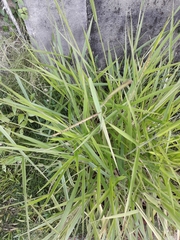 Poaceae