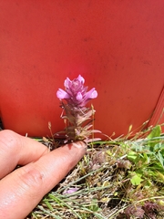 Orthocarpus bracteosus