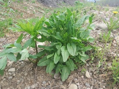 Rumex lapponicus