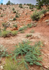 Peteria thompsoniae