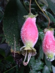 Kohleria affinis