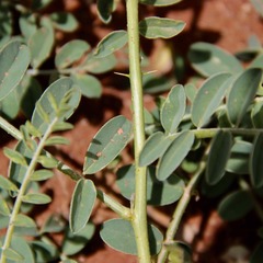 Peteria thompsoniae