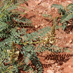Peteria thompsoniae
