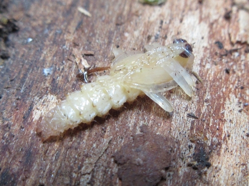 Pyrochroidae