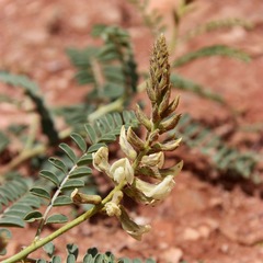 Peteria thompsoniae