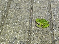Cona Paa Frog photo 2