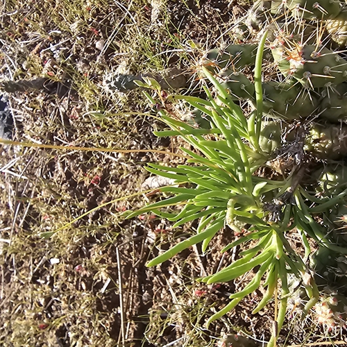 Image of Rocky Mountain Fameflower (Phemeranthus confertiflorus) by (c) Indio Brown, some rights reserved (CC BY)