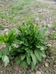 Rumex lapponicus