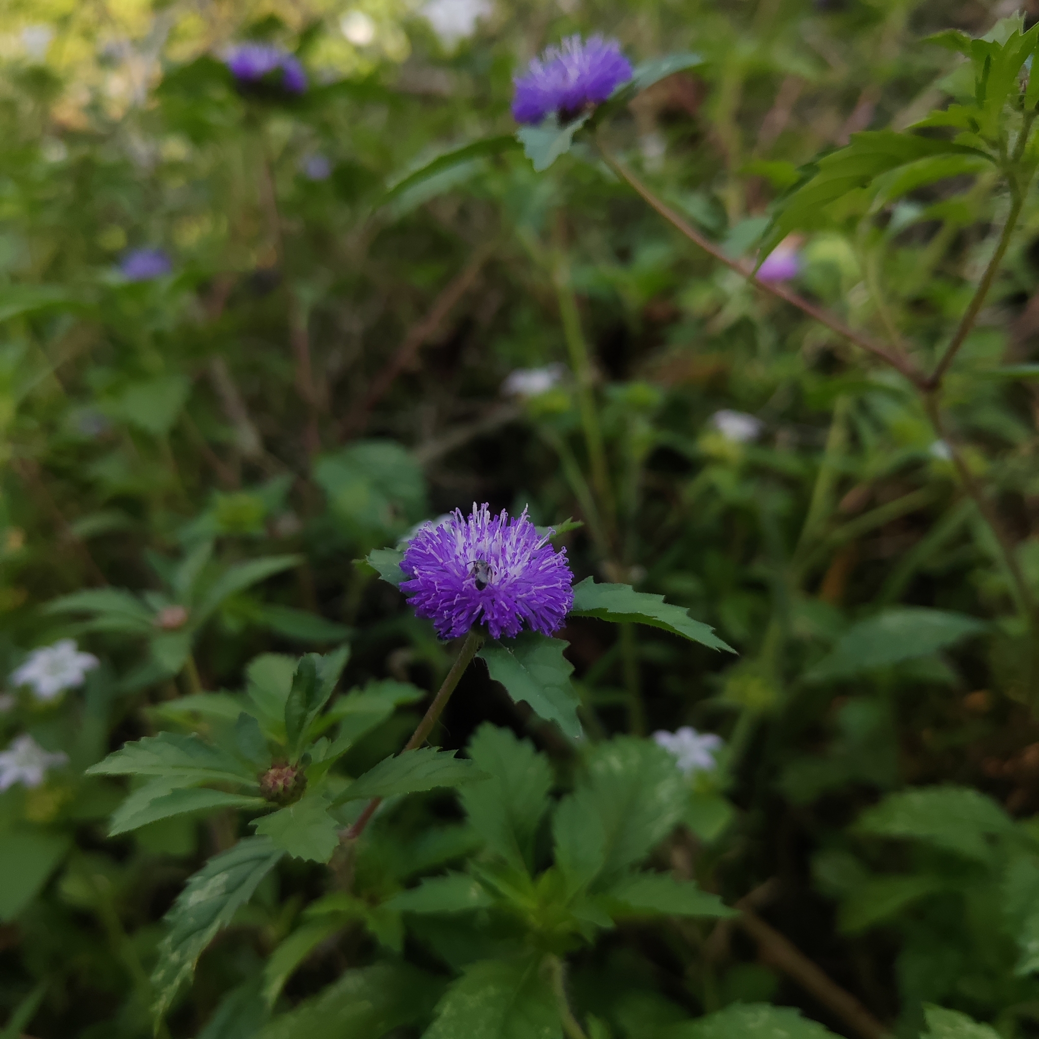 Centratherum punctatum