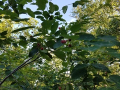 Amelanchier canadensis