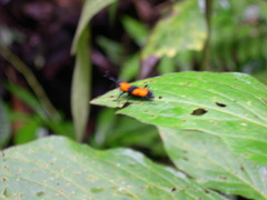 Rhodobaenus