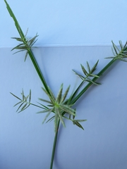 Cyperaceae