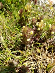 Castilleja victoriae