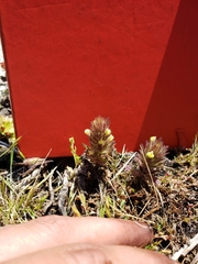 Castilleja victoriae