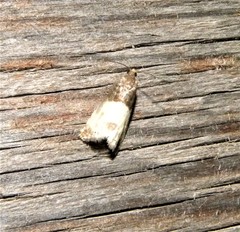 Notocelia cynosbatella