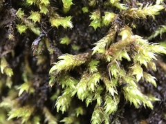 Hygrohypnum luridum