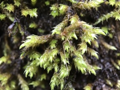 Hygrohypnum luridum