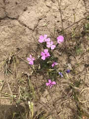 Phlox longifolia