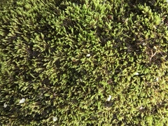 Hygrohypnum luridum