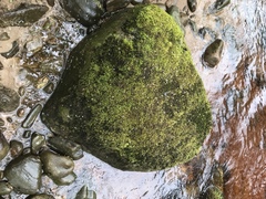 Hygrohypnum luridum
