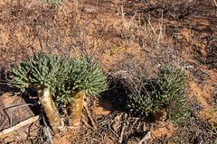 Tylecodon reticulatus