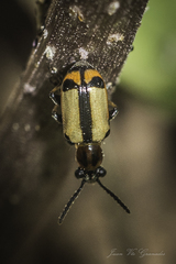 Crioceris paracenthesis