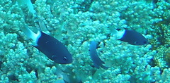 Pycnochromis margaritifer