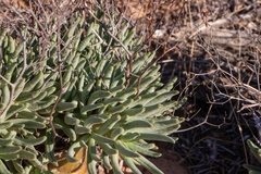 Tylecodon reticulatus