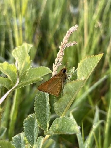 Delaware Skipper