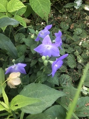 Platycodon grandiflorus