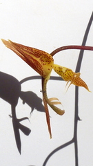 Gongora meneziana