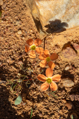 Oxalis gracilis