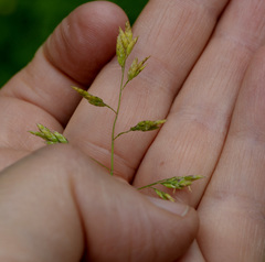 Poa supina