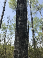 Populus