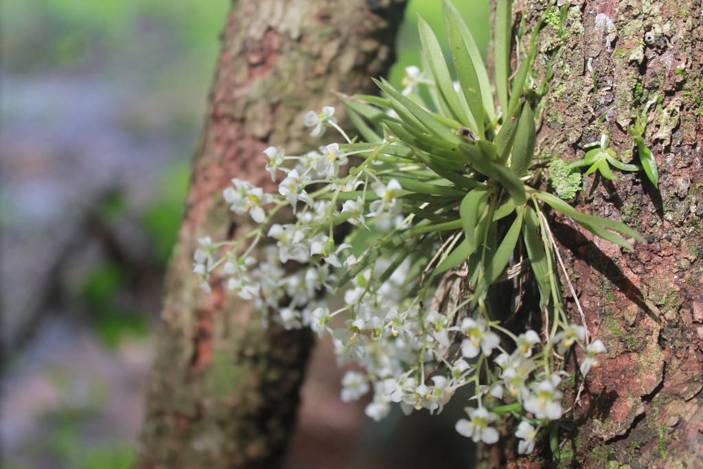 Zygostates alleniana