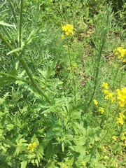 Sisymbrium loeselii