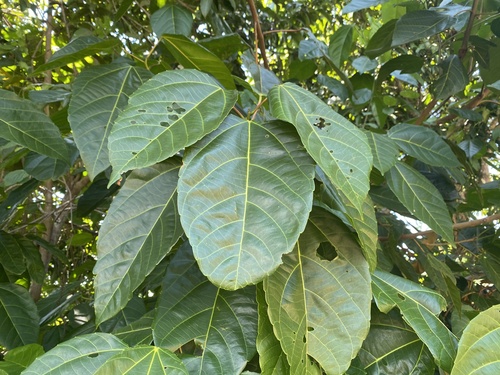 Foto de Tapiá