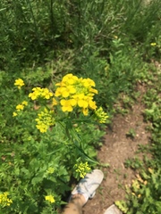 Sisymbrium loeselii