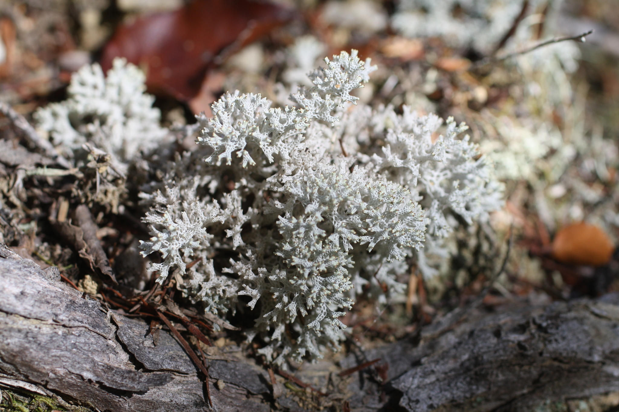Cladia retipora image