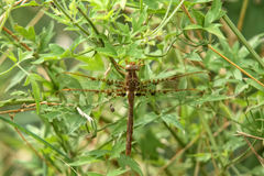 Neurocordulia xanthosoma