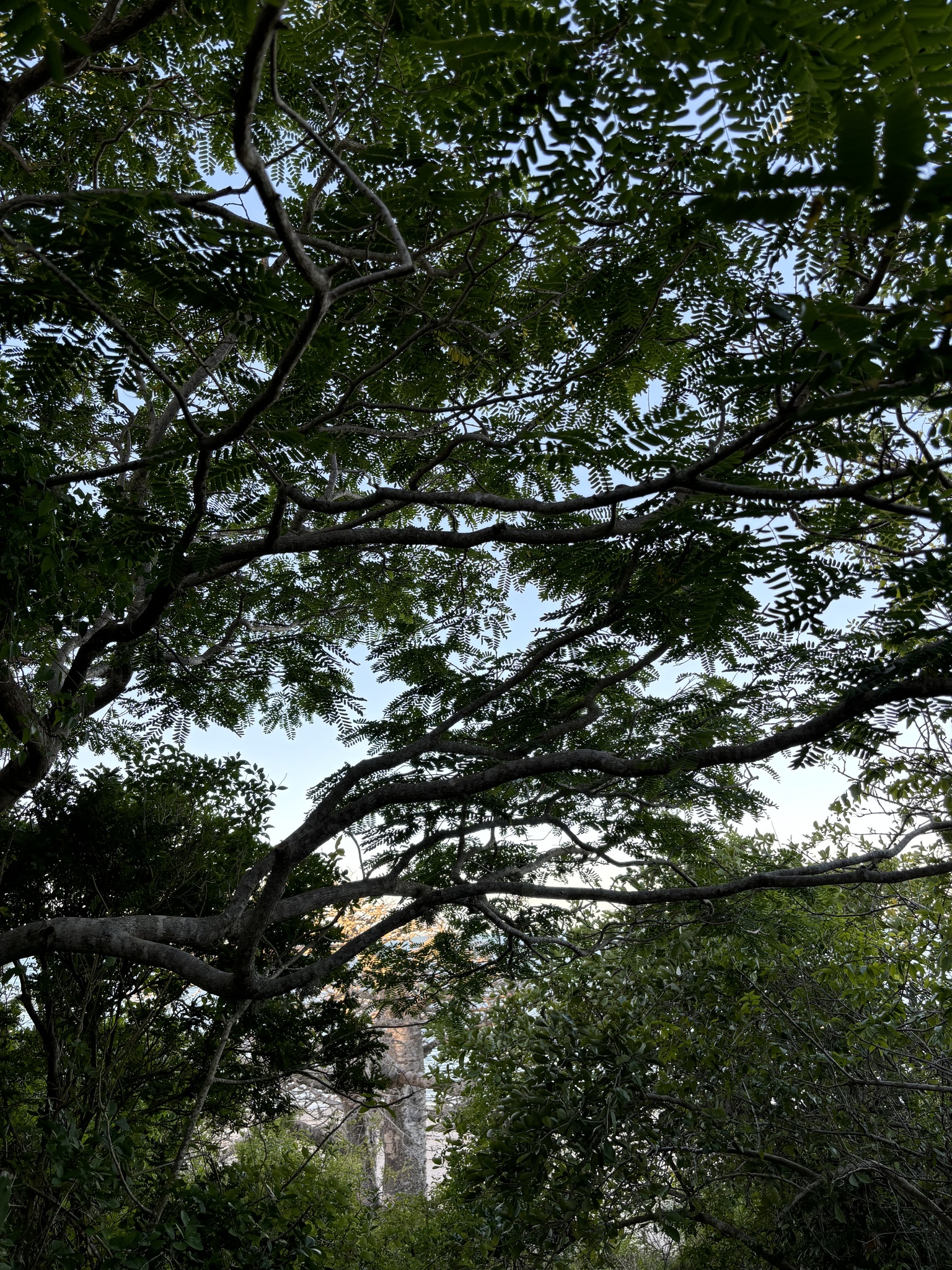 Imagem de Mafurreira
