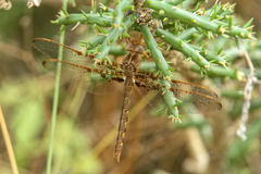 Neurocordulia xanthosoma