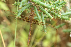 Neurocordulia xanthosoma