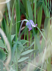 Clematis hirsutissima
