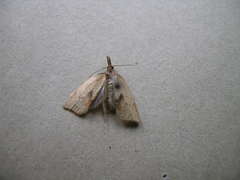 Sparganothis xanthoides