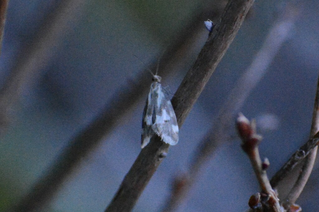 Greya obscuromaculata